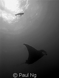 Manta Ray. Taken with G9 Canon by Paul Ng 